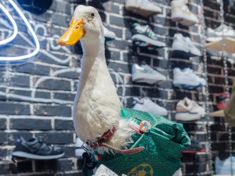 ¿Fan del Pato Merlín? Ahora podrás traerlo en tus tenis