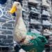 ¿Fan del Pato Merlín? Ahora podrás traerlo en tus tenis