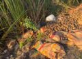 Denuncian ingreso de «papa basura» a Sinaloa