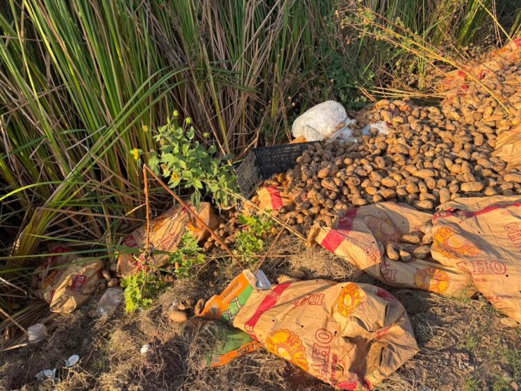 Denuncian ingreso de «papa basura» a Sinaloa