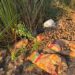 Denuncian ingreso de «papa basura» a Sinaloa