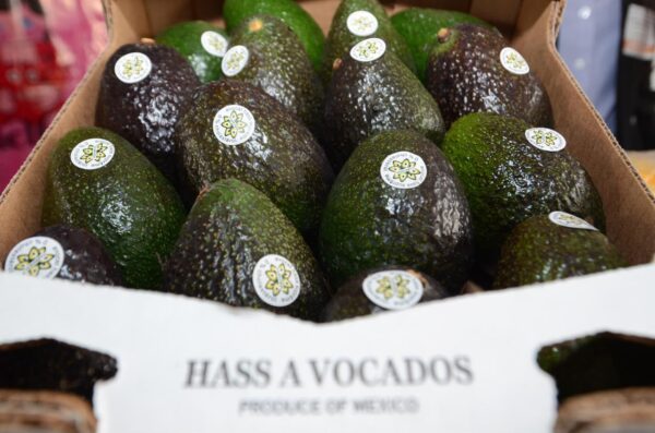 Superficie nacional y valor de la producción aguacatera
