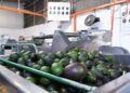 Michoacán reafirma liderazgo mundial en producción de aguacate