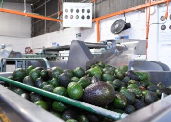 Michoacán reafirma liderazgo mundial en producción de aguacate