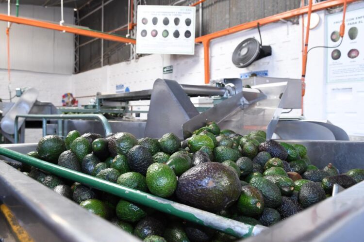 Michoacán reafirma liderazgo mundial en producción de aguacate