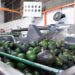 Michoacán reafirma liderazgo mundial en producción de aguacate