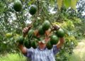 EUA reactiva inspecciones de aguacate en Michoacán