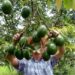 EUA reactiva inspecciones de aguacate en Michoacán