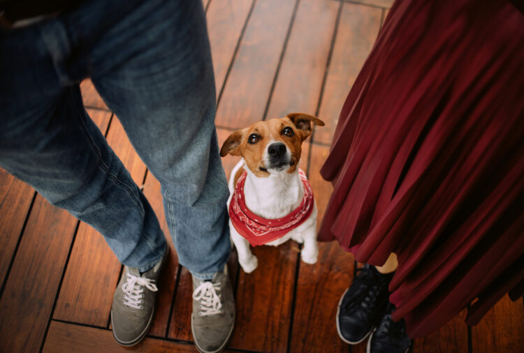 Juez fija pensión para mascotas en divorcio; ya no son muebles