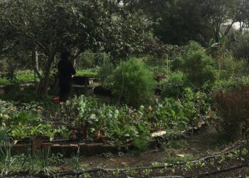 La Ciudad de México estrenará rutas bioculturales gratuitas por huertos urbanos y jardines para polinizadores. | AMEXI/FOTO: RRSS