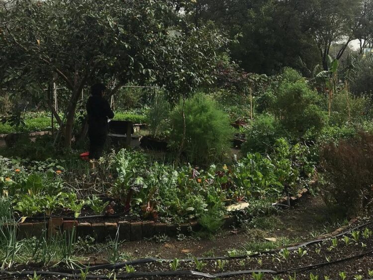 La Ciudad de México estrenará rutas bioculturales gratuitas por huertos urbanos y jardines para polinizadores. | AMEXI/FOTO: RRSS
