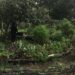 La Ciudad de México estrenará rutas bioculturales gratuitas por huertos urbanos y jardines para polinizadores. | AMEXI/FOTO: RRSS