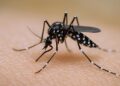 Por falta de síntomas, los casos de dengue en México pueden ser más de los reportados
