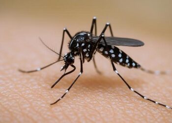 Por falta de síntomas, los casos de dengue en México pueden ser más de los reportados