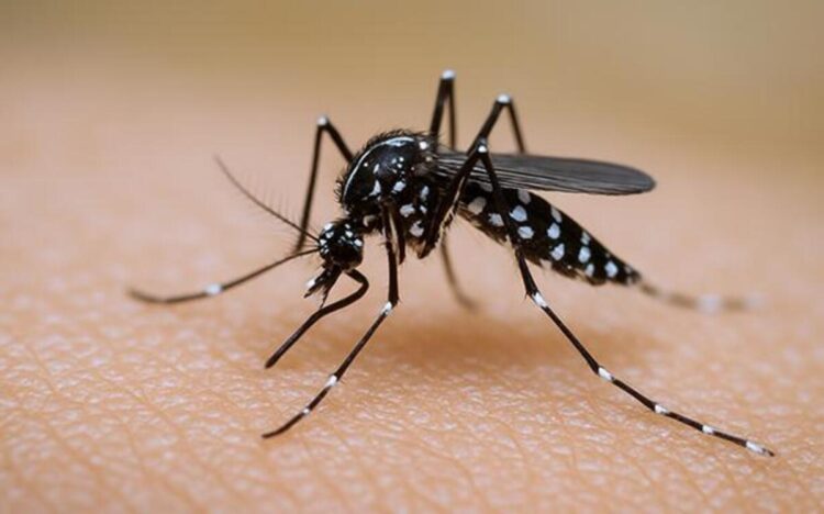 Por falta de síntomas, los casos de dengue en México pueden ser más de los reportados