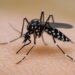 Por falta de síntomas, los casos de dengue en México pueden ser más de los reportados