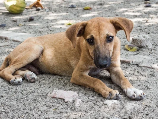 Responsabilidad compartida y bienestar animal garantizado