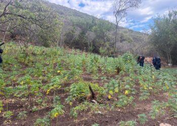 Hallan y destruyen plantío con más de 16 mil plantas de marihuana en Tijuana,informa la Secretaría de Seguridad de Baja California.