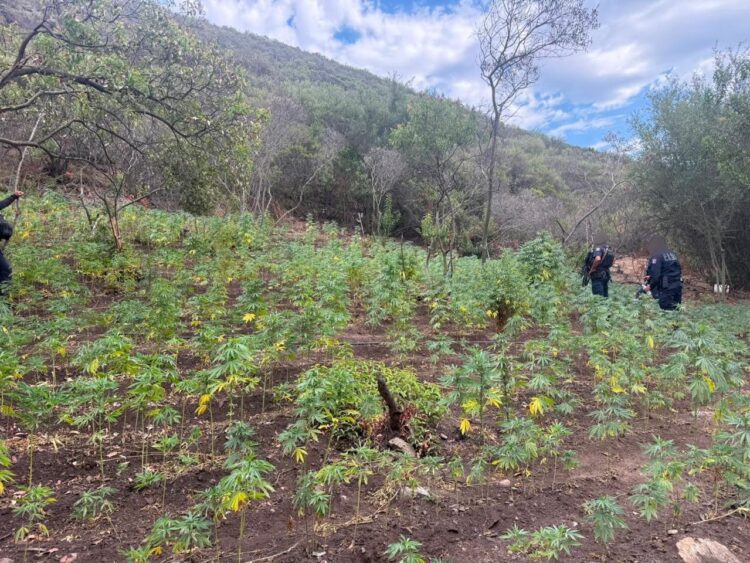Hallan y destruyen plantío con más de 16 mil plantas de marihuana en Tijuana,informa la Secretaría de Seguridad de Baja California.