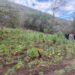 Hallan y destruyen plantío con más de 16 mil plantas de marihuana en Tijuana,informa la Secretaría de Seguridad de Baja California.