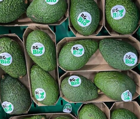 En el estado de Michoacán se producen alrededor de un millón 409 mil toneladas anuales del llamado "oro verde"