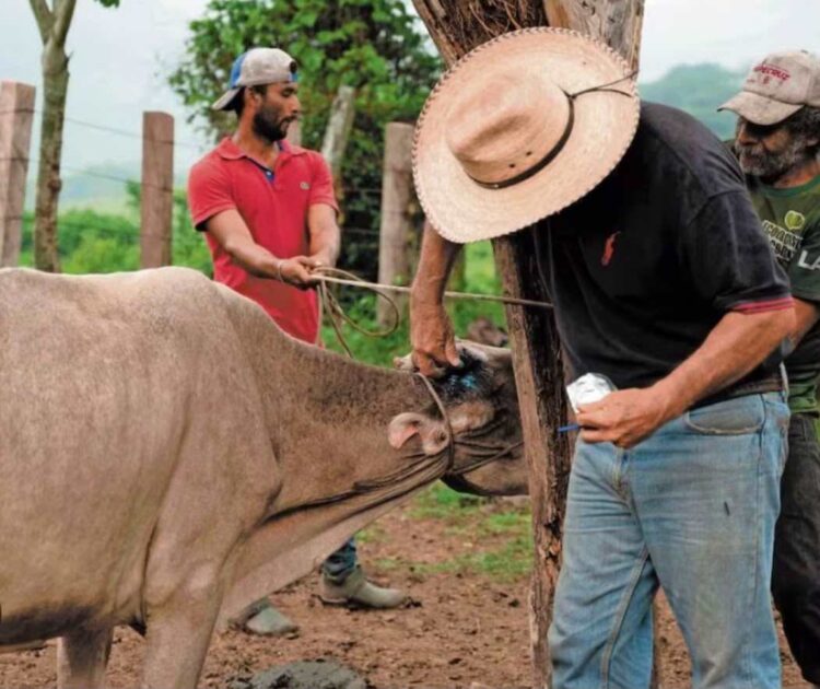 Breves Estados