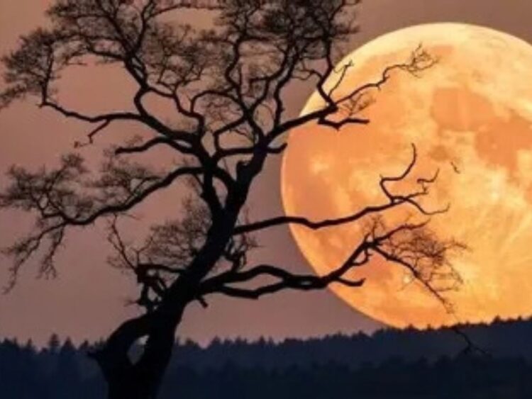 Luna llena brillante en el cielo nocturno, representativa de la Luna de la Cosecha 2026.