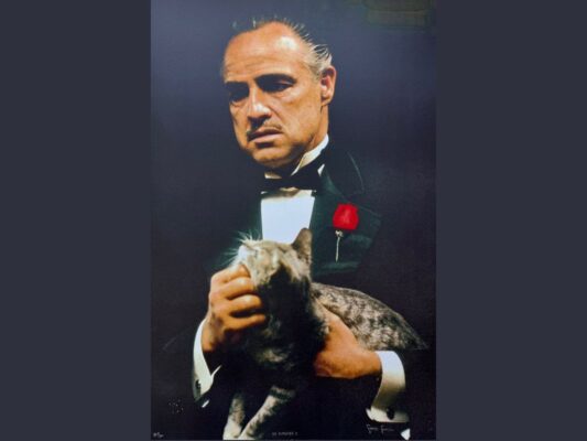 Refranero gatuno. El padrino. AMEXI Foto Steve Shapiro