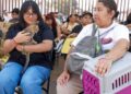 perros y gatos