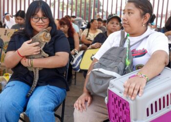perros y gatos