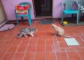 Refranero gatuno / Variaciones del Enano Feroz