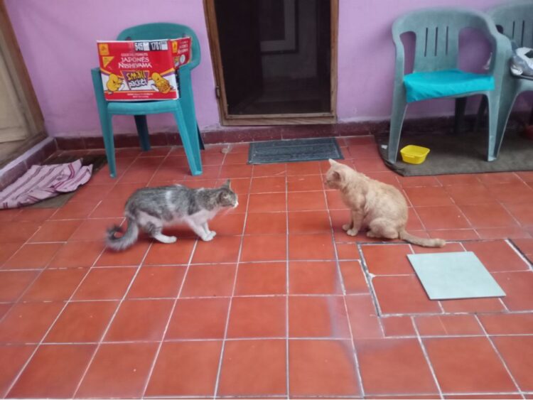 Refranero gatuno / Variaciones del Enano Feroz