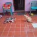 Refranero gatuno / Variaciones del Enano Feroz