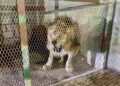 León africano