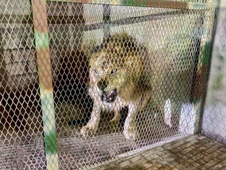 León africano