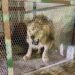 León africano