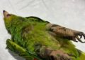 Pirotecnia en Mérida provoca huida de loros silvestres durante El Grito