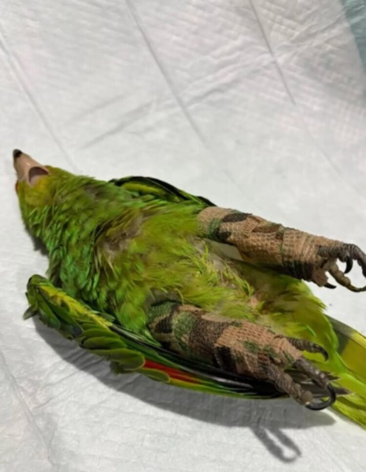 Pirotecnia en Mérida provoca huida de loros silvestres durante El Grito