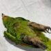 Pirotecnia en Mérida provoca huida de loros silvestres durante El Grito