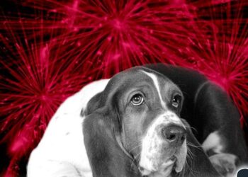 Cómo proteger a tu perro de los cohetes durante las Fiestas Patrias y ayudarlo a reducir el miedo y estrés. | AMEXI/FOTO: RRSS