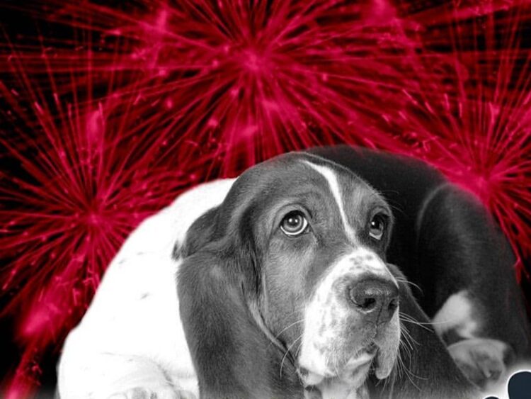 Cómo proteger a tu perro de los cohetes durante las Fiestas Patrias y ayudarlo a reducir el miedo y estrés. | AMEXI/FOTO: RRSS