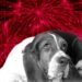 Cómo proteger a tu perro de los cohetes durante las Fiestas Patrias y ayudarlo a reducir el miedo y estrés. | AMEXI/FOTO: RRSS