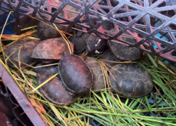 Profepa asegura 75 tarántulas y 20 tortugas transportadas ilegalmente en Chihuahua