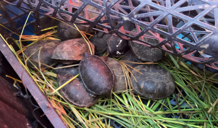 Profepa asegura 75 tarántulas y 20 tortugas transportadas ilegalmente en Chihuahua