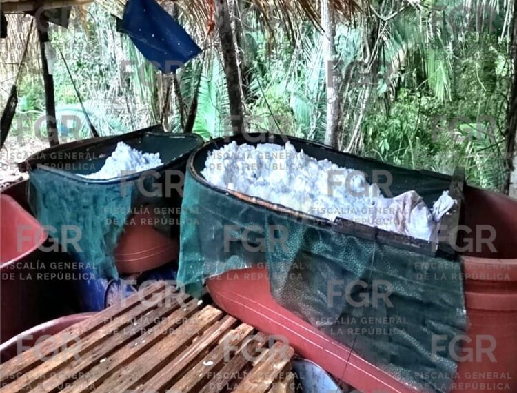 Operativos federales dejan detenidos y aseguramientos en Guerrero, Veracruz, Chihuahua y Zacatecas