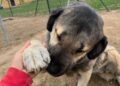 La CDMX inicia un programa de adopción responsable para que perritos rescatados del Refugio Fransciscano. | AMEXI/FOTO: rrss