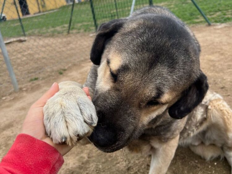 La CDMX inicia un programa de adopción responsable para que perritos rescatados del Refugio Fransciscano. | AMEXI/FOTO: rrss