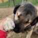 La CDMX inicia un programa de adopción responsable para que perritos rescatados del Refugio Fransciscano. | AMEXI/FOTO: rrss