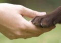 Senado aprueba por unanimidad llevar el bienestar animal a las escuelas