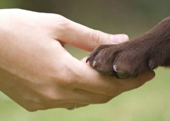 Senado aprueba por unanimidad llevar el bienestar animal a las escuelas